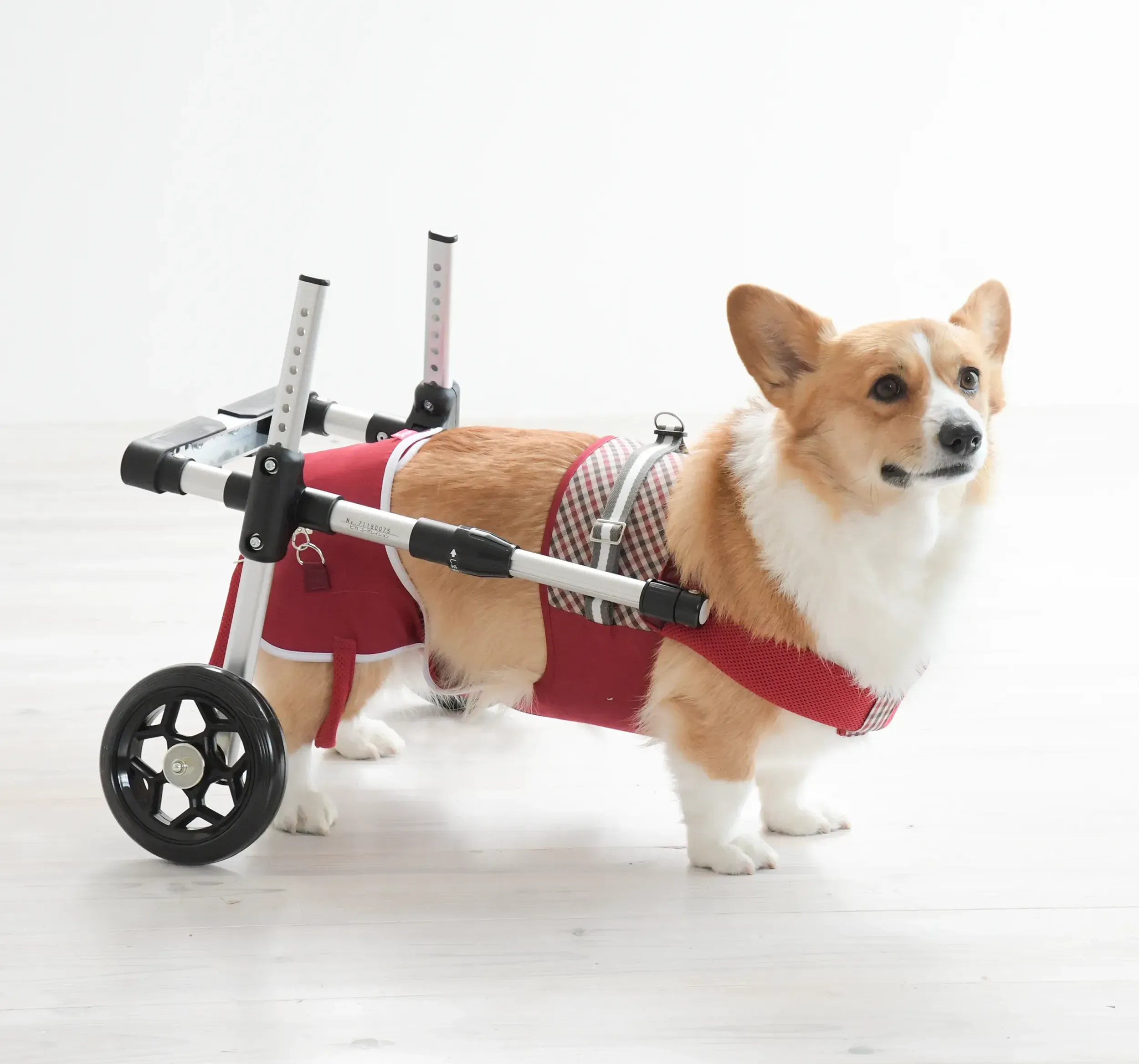 【レンタル商品】ドギーサポーター 本体M+ハーネス②